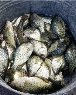 crappie